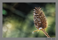 ??? trockener Samenstand