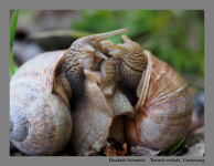 Tierisch verliebt