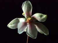 Blüte in der Nacht