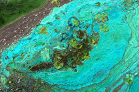 Naturkunst Blaualgen am Dümmer See