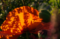 Mohnblume