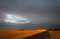 Fields of Gold