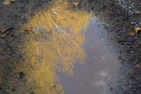 SE_Birken_G5x_3776_entwLR