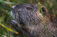 TS_Nutria_70D_40681_entwLR