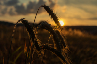 TS_Sonnenuntergang_70D_39630_entwLR