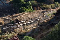 Schafe_0056_Kontrast