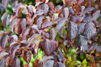 ww_Blaetter_IMG_1640lum