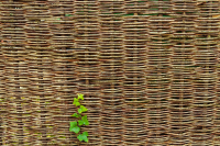 06-JP-5-vorwitziger-Efeu-2