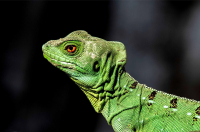 GS-IMG_4105-gruener-Leguan