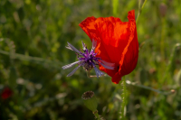 SE_Mohn_trifft_Kornblume_G5x_3299_entwLR