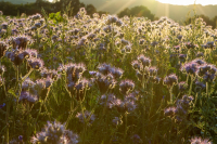 TS_Bienenweide_70D_39574_entwLR