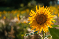 TS_Sonnenblume_70D_31482_entwLR