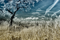 jj_Am_Reinheimer_Teich_e