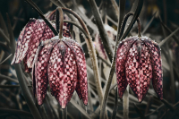 jj_Schachbrettblumen_a