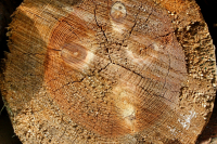 ww_Baumscheibengesicht_4409