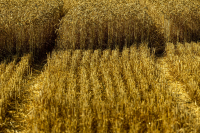 10-TS_R6_010710_entwLR_Erntespuren