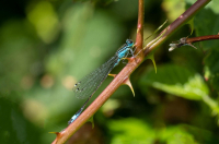 GS-DSCF1216-GrossePechlibelle