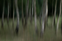 TS_R6_011592_entwLR-Tanzende-Birken