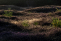 TS_R6_011968_entwLR-Heide-Mehrfachbelichtung-in-der-Kamera