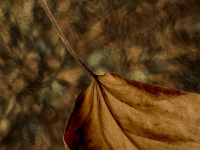 WS-Herbstblaetter-110010-copy