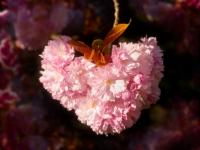 WS-Kirschbluetenherz_200112