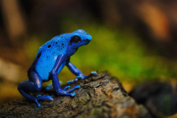 jj_Blauer_Baumsteiger