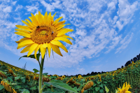 jj_DSF6970_Sonnenblumenfeld