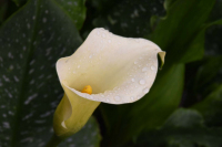 Calla_0069