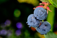 jj_DSF3110_Blaubeeren