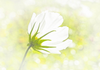 01-GS-01 Schmuckkörbchen