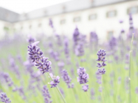 02-ES, Lavendel im Klostergarten