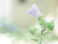 05-ES-05, Malvenblüte