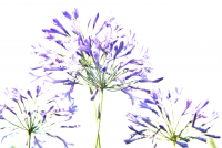 Agapanthus