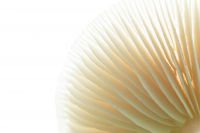 13-TS_R6_013767_entwLR, Buchenschleimrübling