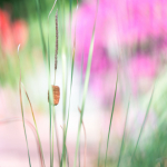 14-wm-Hell-pastell-1-von-1-3-7,  Am Teich