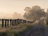 Guten Morgen - Lüneburger Heide