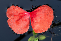 Blütenschmetterling