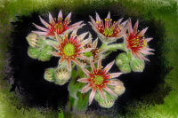 Sempervivum-arachnoideum