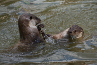 Fischotter