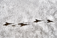 04-jj_Spuren-im-Schnee