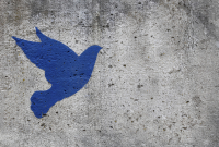 17-JP-BLAUE-TAUBE-auf-Beton-NEU