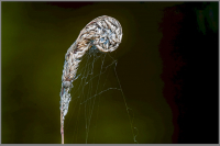 GS-2-DSCF0440-Kreuzspinne