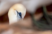 TS_R6_051311-CR3_DxO_DeepPRIME_entwLR