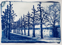 WM-Cyanotypie-Allee