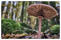 jj_Schirmling_DSF5280_2