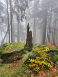 ue-Totholz-im-Nebelwald