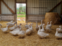 ue-noch-glueckliche-Gaense