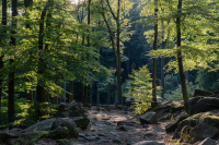 WM-Odenwalidyll1-1-von-1-2