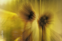 jj_009_zoom_3803