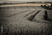 jj_010_feld_getreide